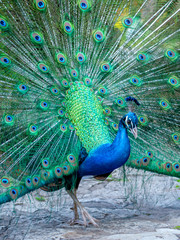 Obraz premium A close portrait of a blue peacock on the background of colorful feather 