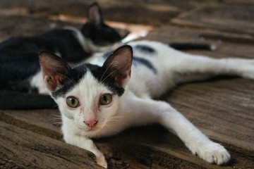 Black and white kittens lie on wooden floors in the daytime