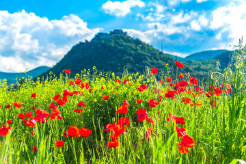 Poppies flowers field near old Deva citadel