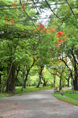 Bicycle on the road in the garden park in bangkok Thailand.