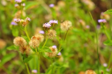 The beauty of brown and yellow grass flowers