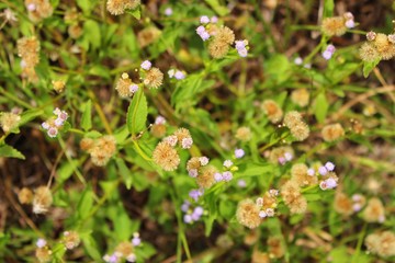 The beauty of brown and yellow grass flowers