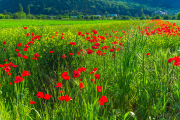 Poppies flowers field near old Deva citadel