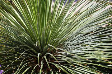 Dasylirion wheeleri. Desert Mexican plant with spiked long leaves.