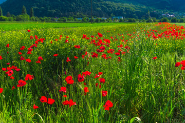 Poppies flowers field
