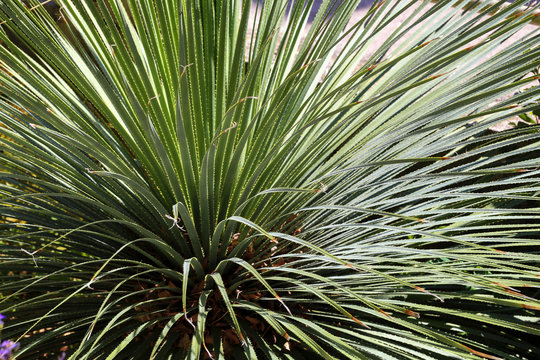 Dasylirion wheeleri. Desert Mexican plant with spiked long leaves.