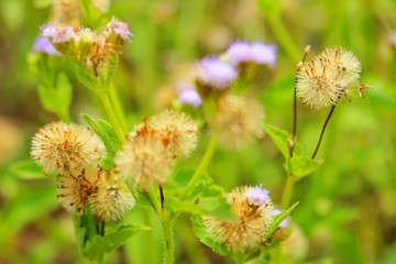 The beauty of brown and yellow grass flowers