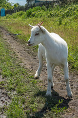 Fototapeta premium A cute white kid is standing on a green glade. Village or farm