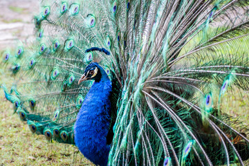 A close portrait of a blue peacock