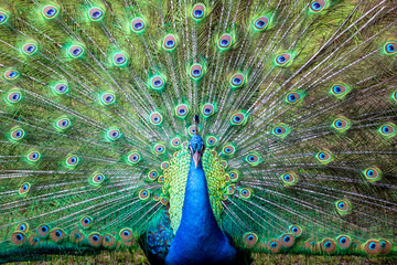 Obraz premium A close portrait of a blue peacock on the background of colorful feather 