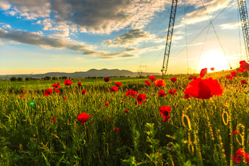 Obraz premium Poppies flowers field
