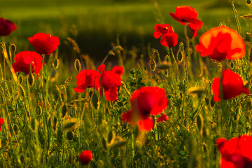Poppies flowers field
