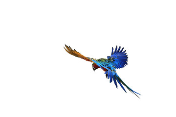 Blue-green winged parrot flying down