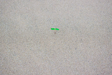 Beautiful sand background,Footprint on sand,Small plants on the sand.