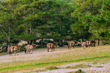 Fototapeta premium Group of wild horses on the pink grass hill