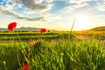 poppies at the suset