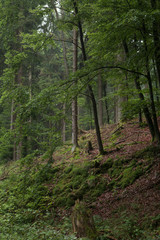 Thuringen forest Germany. Thuringer wald