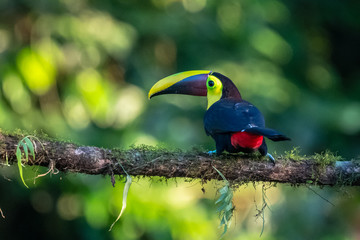 Keel-billed Toucan - Ramphastos sulfuratus, large colorful toucan from Costa Rica forest with very colored beak.