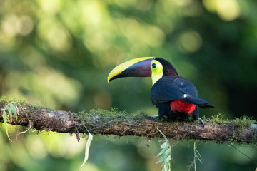 Keel-billed Toucan - Ramphastos sulfuratus, large colorful toucan from Costa Rica forest with very colored beak.