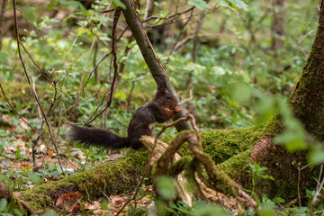 Eichhörnchen