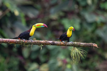 Keel-billed Toucan - Ramphastos sulfuratus, large colorful toucan from Costa Rica forest with very colored beak.