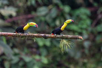Keel-billed Toucan - Ramphastos sulfuratus, large colorful toucan from Costa Rica forest with very colored beak.