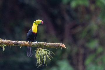Keel-billed Toucan - Ramphastos sulfuratus, large colorful toucan from Costa Rica forest with very colored beak.