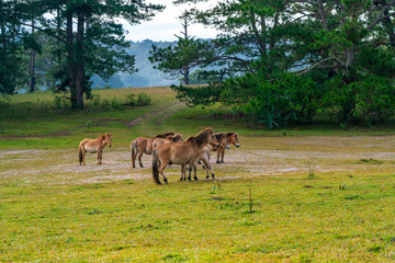 Fototapeta na wymiar Group of wild horses on the green pasture
