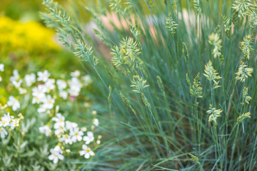 Beautiful flowers in the garden