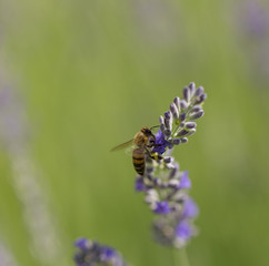 lavender flower and bee