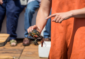 Maine Lobster Boat demo, how-to catch, measure and band lobster from trap, handheld lobster