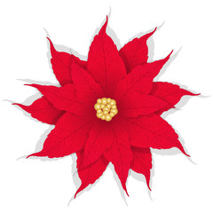 Beautiful red Poinsettia flower. Vector illustration.