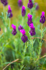 Beautiful flowers in the garden