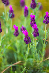Beautiful flowers in the garden