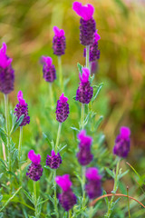 Obraz premium Beautiful flowers in the garden