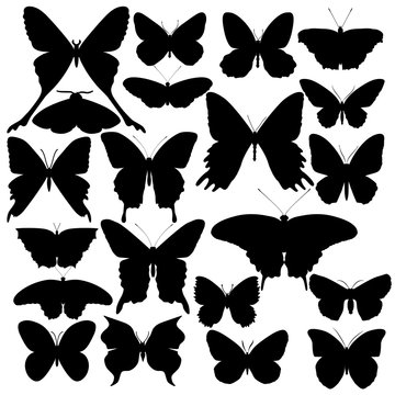 Set of hand drawn butterflies. Silhouette. Vector illustration.