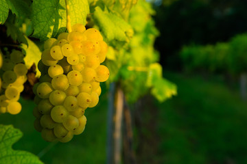 bunch of white grape hanging on vine plant at sunset