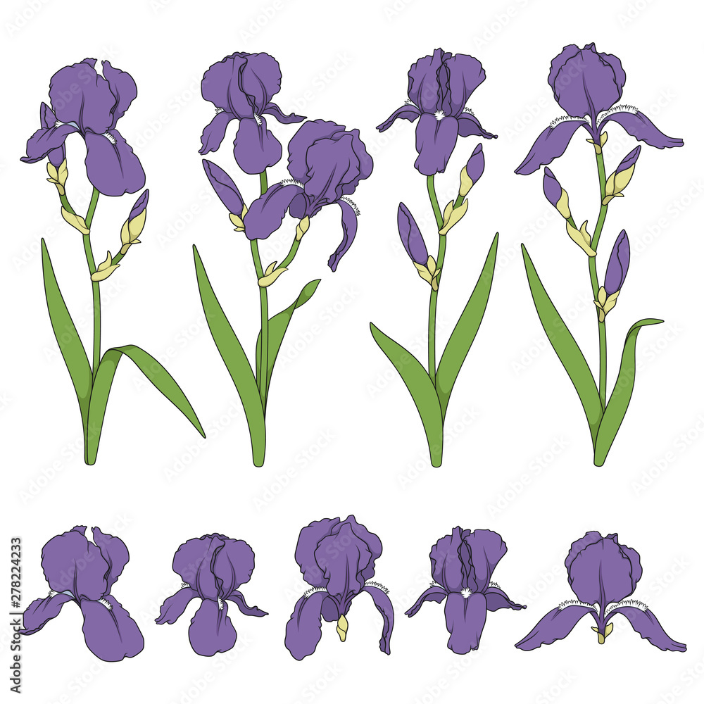 Poster set of color illustrations with purple iris flowers. isolated vector objects on white background.