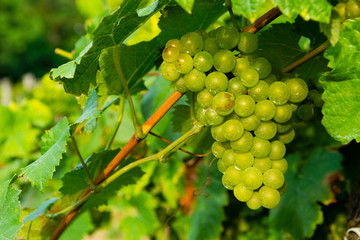 bunch of white grape hanging on vine plant at vinery