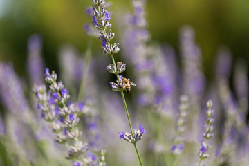 lavender flower and bee