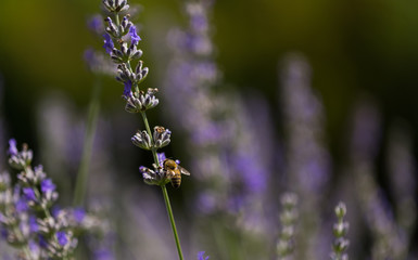 lavender flower and bee
