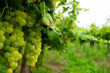 bunch of white grape hanging on vine plant at vinery
