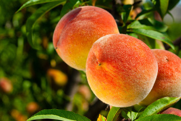 ripe peach fruits hanging on branch