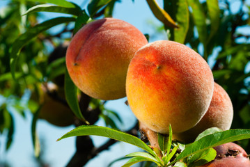 ripe peach fruits hanging on branch