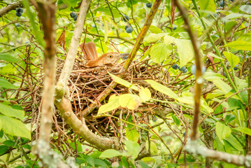 A closeup of a brown thrasher sitting on a nest in a blueberry bush.