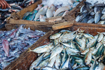 Fresh raw seafood in the fish market
