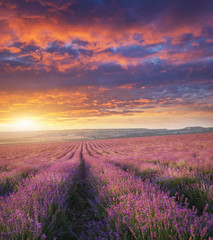 Obraz premium Meadow of lavender at sunset