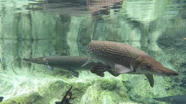 Alligator Gar in a clear aquarium. Predator alligator gar in a clear water