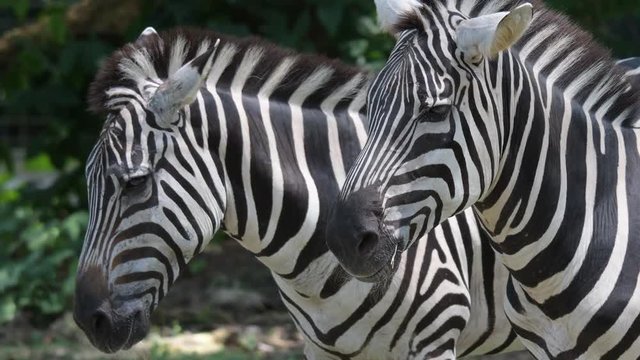 Zebra's heads close up while relaxing in a zoo. Stripes Zebra heads close up shot