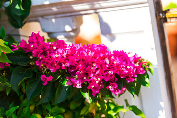 Amazing flowers in Greece